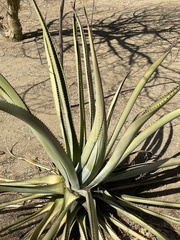 Agave aurea