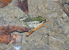 Lithobates lenca