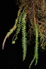 Micropolypodium okuboi