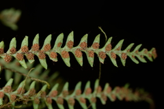 Micropolypodium okuboi