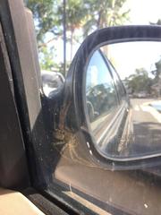 Araneae