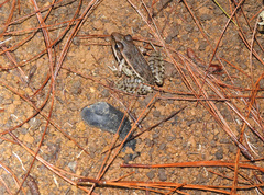 Lithobates lenca