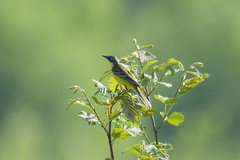 Motacilla flava