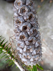 Melaleuca diosmifolia