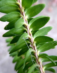 Melaleuca diosmifolia
