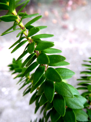 Melaleuca diosmifolia
