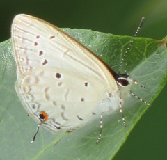 Eicochrysops hippocrates