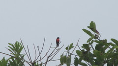 Leistes militaris