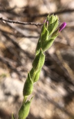Epilobium torreyi