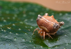 Phoroncidia variabilis