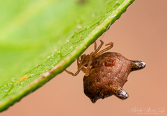 Phoroncidia variabilis