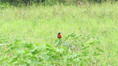Leistes militaris