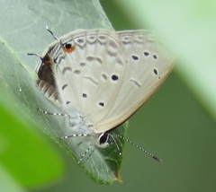 Eicochrysops hippocrates