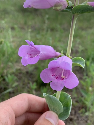 large-flowered beardtongue