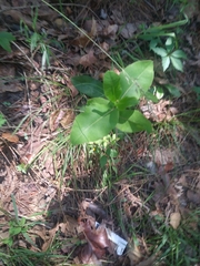 Asclepias amplexicaulis