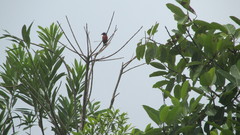 Leistes militaris