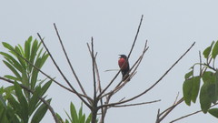 Leistes militaris