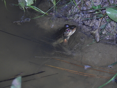 Lithobates lenca