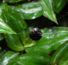 Hypognatha