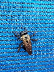 Xylocopa virginica