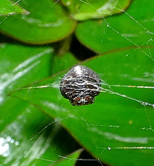 Hypognatha