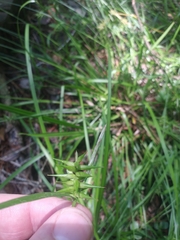 Carex lonchocarpa