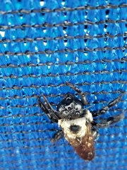 Xylocopa virginica