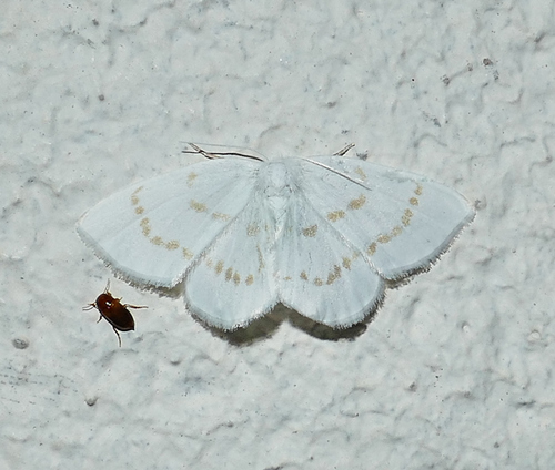 Northern Eudeilinia Moth photo 3