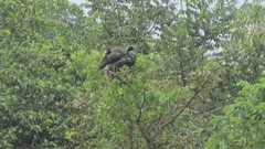 Anhima cornuta