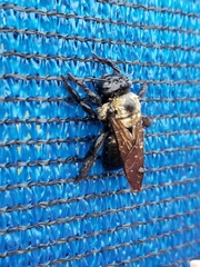 Xylocopa virginica
