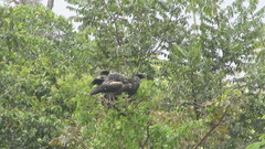 Anhima cornuta