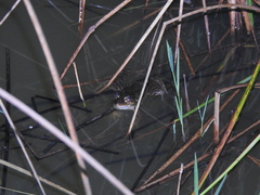 Lithobates lenca
