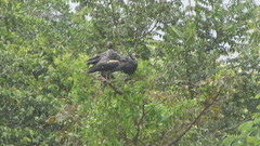 Anhima cornuta
