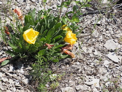 Oenothera howardii