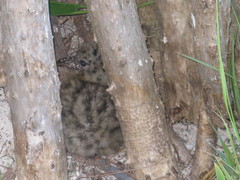 Chroicocephalus novaehollandiae