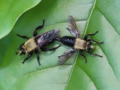 Laphria virginica