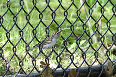 Spizella passerina