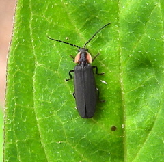 Pyropyga decipiens