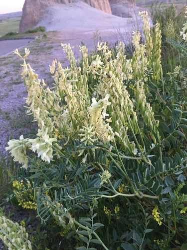 cream milkvetch (Astragalus racemosus var. longisetus)