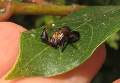 Camponotus maculatus