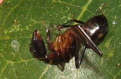 Camponotus maculatus