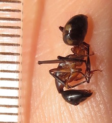 Camponotus maculatus
