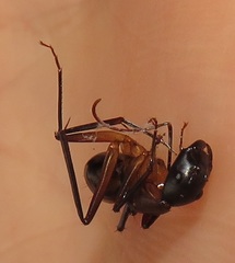 Camponotus maculatus