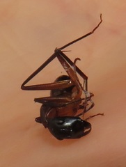 Camponotus maculatus