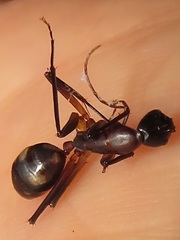 Camponotus maculatus