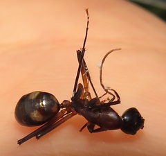 Camponotus maculatus