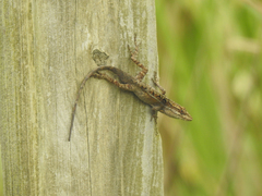 Anolis caceresae
