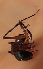 Camponotus maculatus