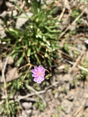 Lewisia columbiana