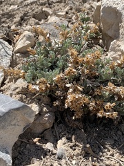 Penstemon thompsoniae